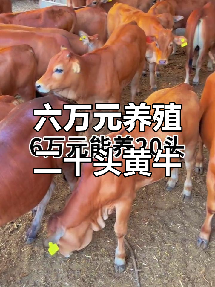 三沙最新线上套医保的黄牛是真的吗方法分析(最方便真实的三沙线上套医保的黄牛是真的吗能报销吗方法)